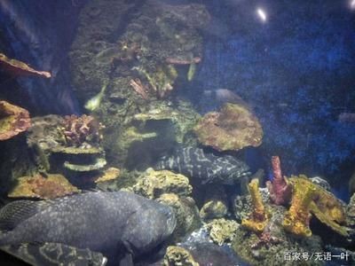 泉州水族館vs祥龍魚場（泉州水族館與祥龍魚場各有特點）