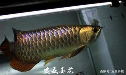 北鎮市溝幫子鎮魚水花香水族館（北鎮市溝幫子鎮魚水花香水族館電話）