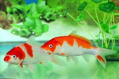 養紅龍魚用頂燈還是側燈：紅龍魚使用頂燈和側燈各有優勢