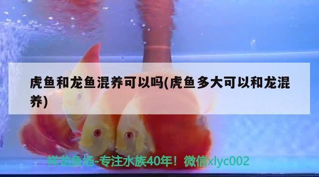 虎魚和龍魚混養(yǎng)可以嗎(虎魚多大可以和龍混養(yǎng)) 虎魚和龍魚混養(yǎng)可以嗎(虎魚多大可以和龍混養(yǎng)) 虎魚百科