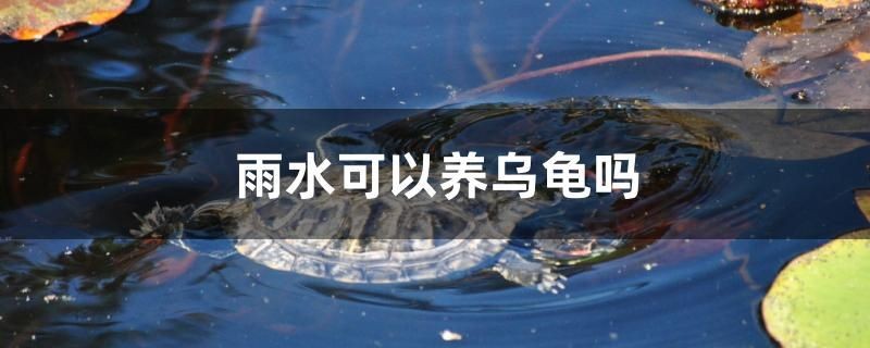 雨水可以養烏龜嗎