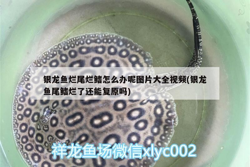 銀龍魚爛尾爛鰭怎么辦呢圖片大全視頻(銀龍魚尾鰭爛了還能復(fù)原嗎)