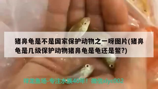 豬鼻龜是不是國家保護動物之一呀圖片(豬鼻龜是幾級保護動物豬鼻龜是龜還是鱉?) 豬鼻龜是不是國家保護動物之一呀圖片(豬鼻龜是幾級保護動物豬鼻龜是龜還是鱉?) 豬鼻龜百科