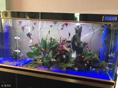 對著進戶門放魚缸好嗎：對著進戶門放魚缸好還是不好