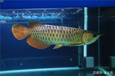賽級紅龍魚的標準：賽級紅龍魚的標準包括-紅龍魚的標準詳情信息