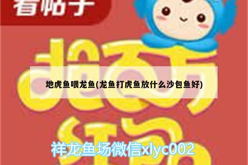 地虎魚喂龍魚(龍魚打虎魚放什么沙包魚好)