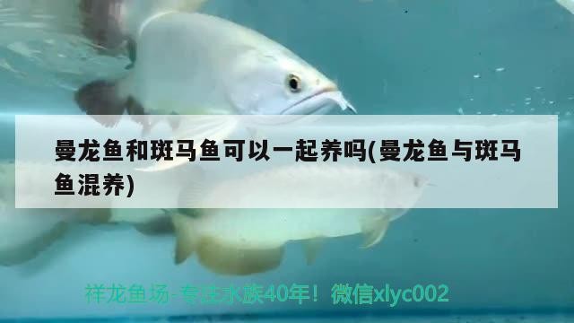 曼龍魚和斑馬魚可以一起養嗎(曼龍魚與斑馬魚混養)