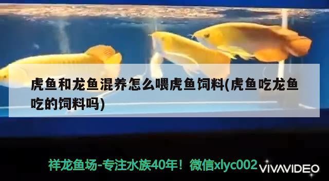 虎魚和龍魚混養(yǎng)怎么喂虎魚飼料(虎魚吃龍魚吃的飼料嗎)