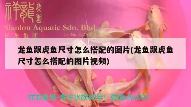 魟魚 龍魚跟虎魚尺寸怎么搭配的圖片(龍魚跟虎魚尺寸怎么搭配的圖片視頻) 虎魚百科 龍魚跟虎魚尺寸怎么搭配的圖片(龍魚跟虎魚尺寸怎么搭配的圖片視頻) 龍魚跟虎魚尺寸怎么搭配的圖片(龍魚跟虎魚尺寸怎么搭配的圖片視頻) 虎魚百科