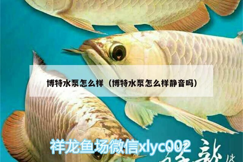 博特水泵怎么樣（博特水泵怎么樣靜音嗎）