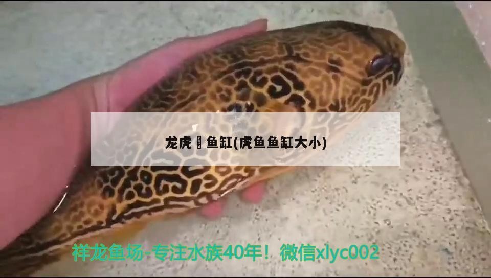 龍虎魟魚缸(虎魚魚缸大小)