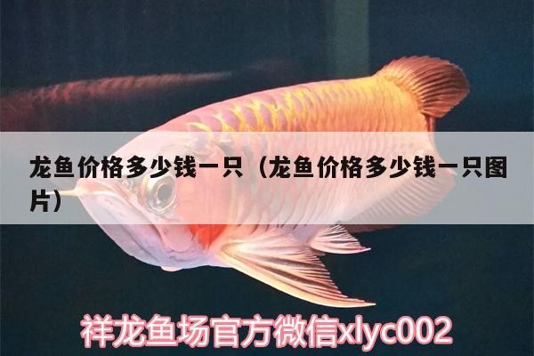 龍魚價格多少錢一只（龍魚價格多少錢一只圖片）