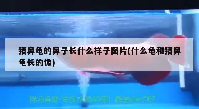 豬鼻龜的鼻子長什么樣子圖片(什么龜和豬鼻龜長的像)