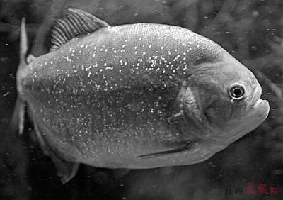 魔獸世界9.0版本刺鰭水虎魚的刷新位置介紹：《魔獸世界》刺鰭水虎魚的刷新位置介紹刺鰭水虎魚刷新位置介紹 魔獸世界9.0版本刺鰭水虎魚的刷新位置介紹：《魔獸世界》刺鰭水虎魚的刷新位置介紹刺鰭水虎魚刷新位置介紹 虎魚百科 第1張