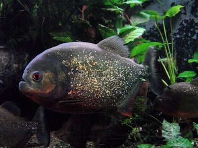 魔獸世界9.0版本刺鰭水虎魚的刷新位置介紹：《魔獸世界》刺鰭水虎魚的刷新位置介紹刺鰭水虎魚刷新位置介紹 魔獸世界9.0版本刺鰭水虎魚的刷新位置介紹：《魔獸世界》刺鰭水虎魚的刷新位置介紹刺鰭水虎魚刷新位置介紹 虎魚百科 第3張