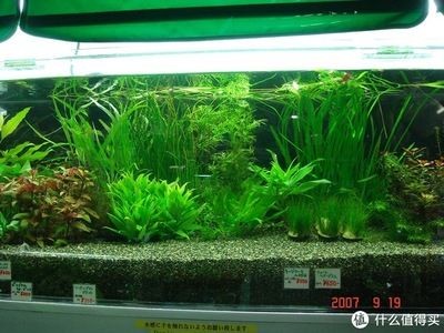 淡水魚缸布景：淡水魚缸如何造景