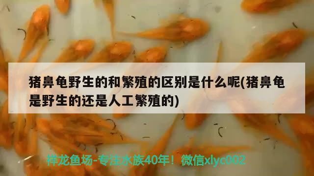 豬鼻龜野生的和繁殖的區別是什么呢(豬鼻龜是野生的還是人工繁殖的)