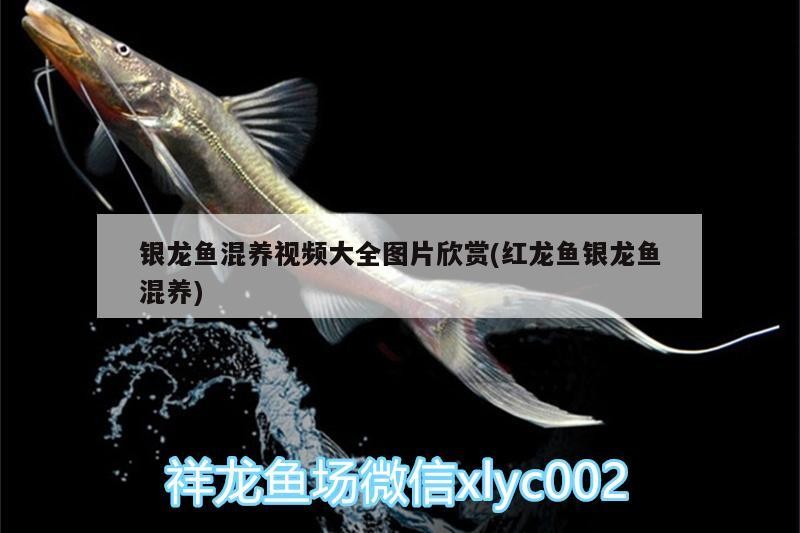 魚缸過濾器選購指南:自制魚缸過濾器魚缸上置過濾器對于養魚愛好者的必備知識 銀龍魚混養視頻大全圖片欣賞(紅龍魚銀龍魚混養) 銀龍魚百科 銀龍魚混養視頻大全圖片欣賞(紅龍魚銀龍魚混養) 銀龍魚混養視頻大全圖片欣賞(紅龍魚銀龍魚混養) 銀龍魚百科