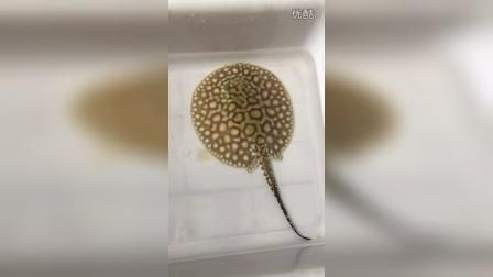 黑金魟魚的繁殖條件，黑金魟魚繁殖成功率提升方法