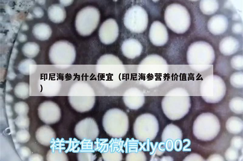 印尼海參為什么便宜（印尼海參營養價值高么）