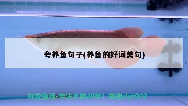 夸養魚句子(養魚的好詞美句)