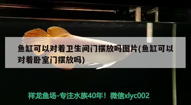 魚(yú)缸可以對(duì)著衛(wèi)生間門擺放嗎圖片(魚(yú)缸可以對(duì)著臥室門擺放嗎)