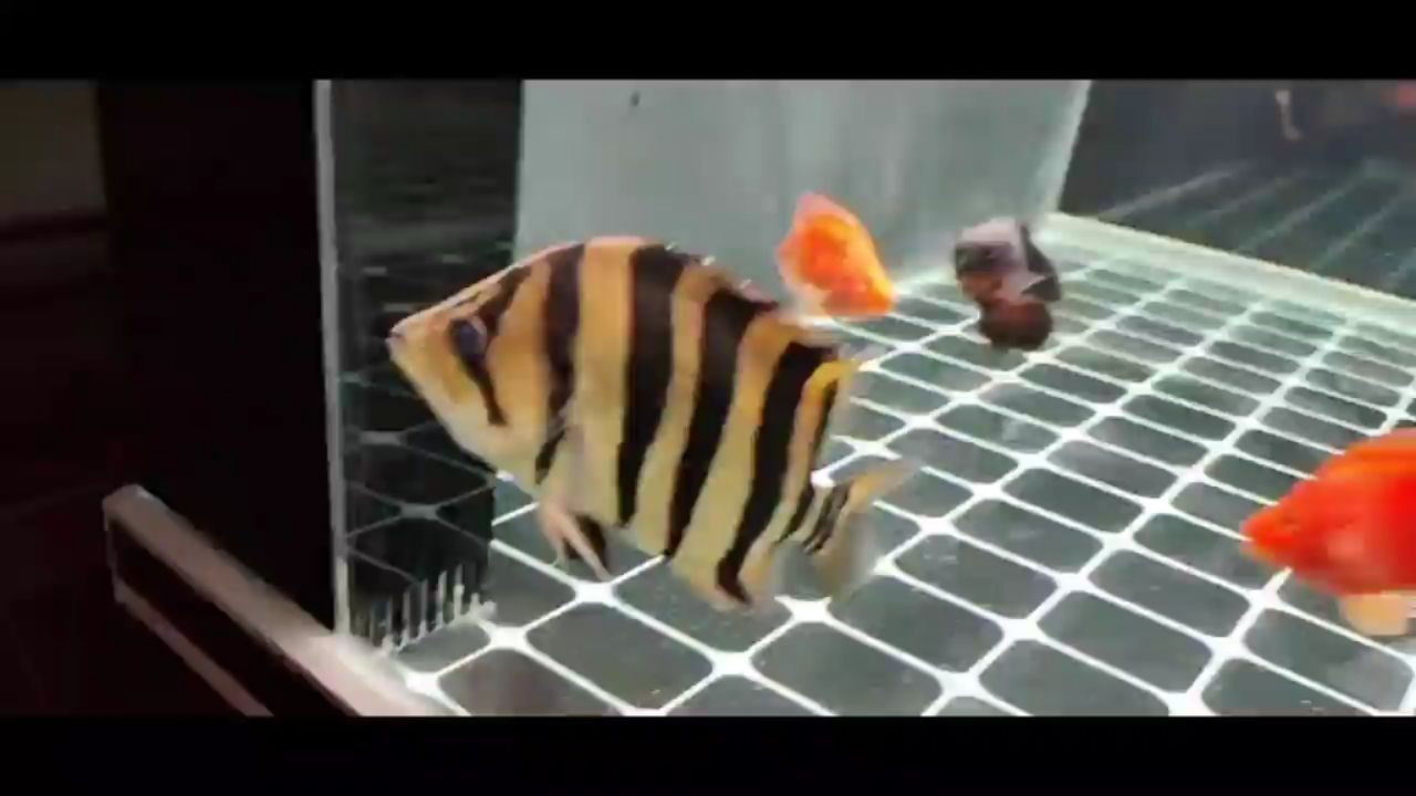崇左水族館這個虎魚600值不值？