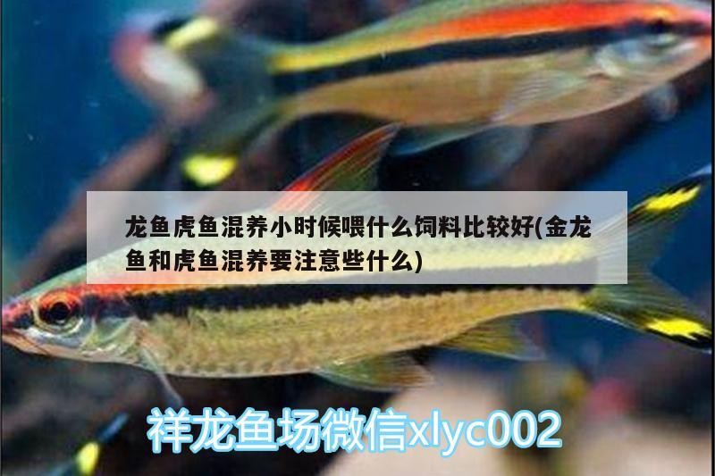 龍魚(yú)虎魚(yú)混養(yǎng)小時(shí)候喂什么飼料比較好(金龍魚(yú)和虎魚(yú)混養(yǎng)要注意些什么)