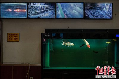 大型魚缸一天用多少電量：大型魚缸一天用電量多少？