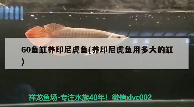 60魚缸養(yǎng)印尼虎魚(養(yǎng)印尼虎魚用多大的缸)
