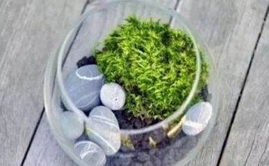 玻璃魚缸做盆景可以嗎：玻璃鋼魚缸造景小常識