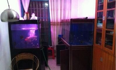 大型魚缸魚屎怎么清理干凈：如何清理大型魚缸中的糞便