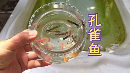 不用打氧加熱的魚(yú)缸：魚(yú)缸不打氧的情況下能活多久