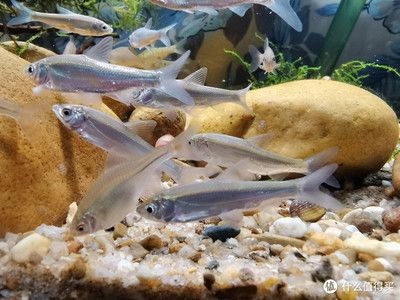 不用打氧加熱的魚(yú)缸：魚(yú)缸不打氧的情況下能活多久
