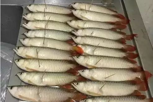 紅龍魚和金龍魚混養紅龍魚突然死亡：紅龍魚和金龍魚混養時，紅龍魚突然死亡可能與混養環境有關