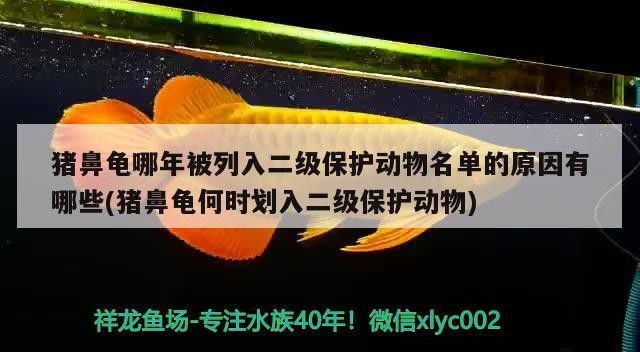 豬鼻龜哪年被列入二級保護動物名單的原因有哪些(豬鼻龜何時劃入二級保護動物)