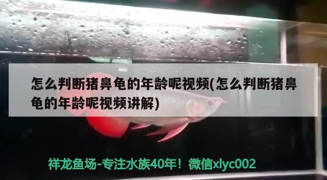 怎么判斷豬鼻龜的年齡呢視頻(怎么判斷豬鼻龜的年齡呢視頻講解)