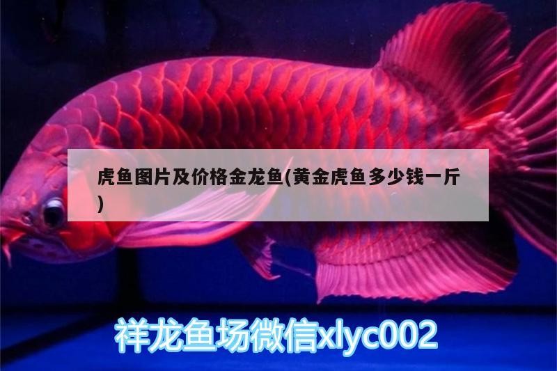 虎魚圖片及價格金龍魚(黃金虎魚多少錢一斤)
