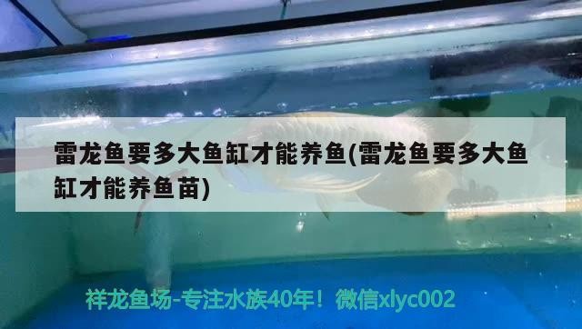 雷龍魚要多大魚缸才能養魚(雷龍魚要多大魚缸才能養魚苗)