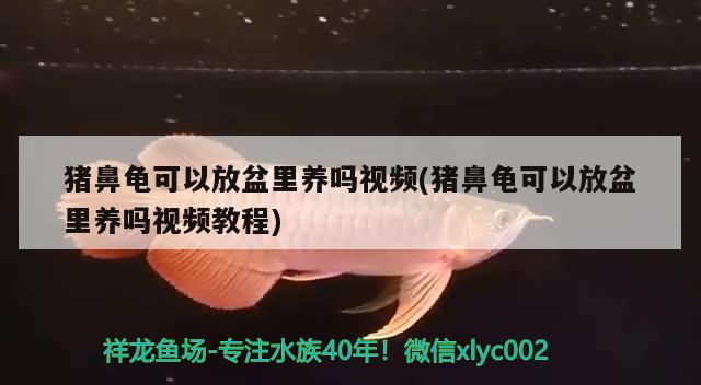 豬鼻龜可以放盆里養嗎視頻(豬鼻龜可以放盆里養嗎視頻教程)