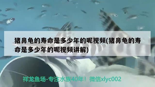 豬鼻龜的壽命是多少年的呢視頻(豬鼻龜的壽命是多少年的呢視頻講解)