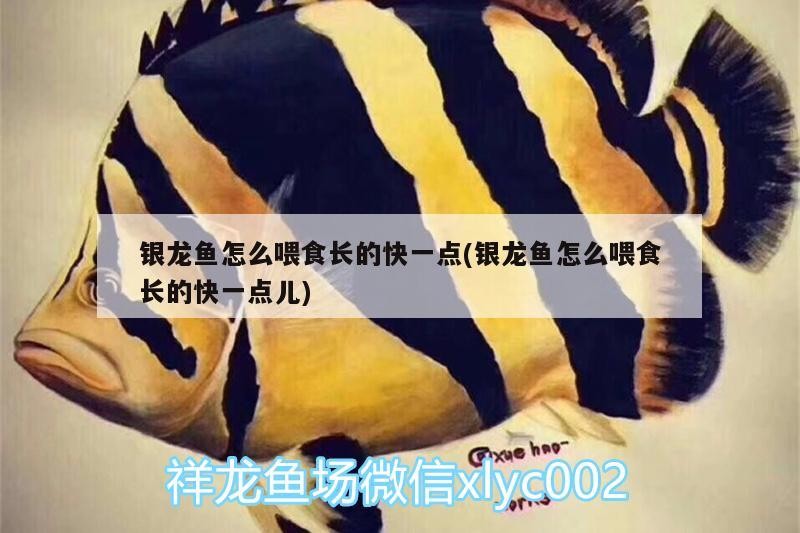 銀龍魚怎么喂食長的快一點(銀龍魚怎么喂食長的快一點兒)