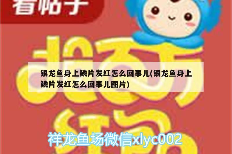銀龍魚身上鱗片發紅怎么回事兒(銀龍魚身上鱗片發紅怎么回事兒圖片)