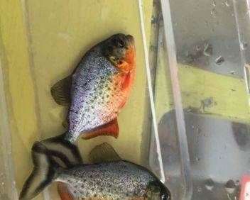 10公分左右的虎魚吃什么：10公分左右的虎魚吃什么長得快