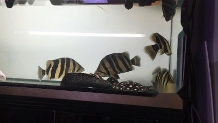 10公分左右的虎魚吃什么：10公分左右的虎魚吃什么長得快