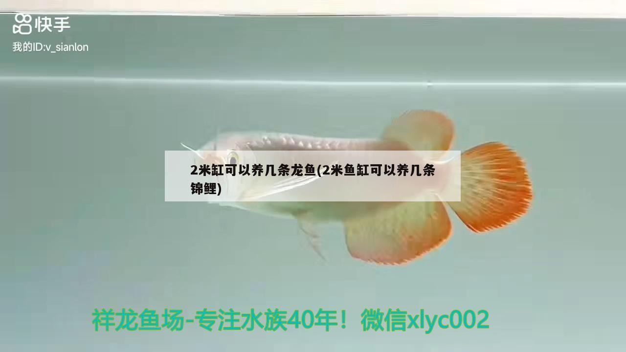 2米缸可以養幾條龍魚(2米魚缸可以養幾條錦鯉)