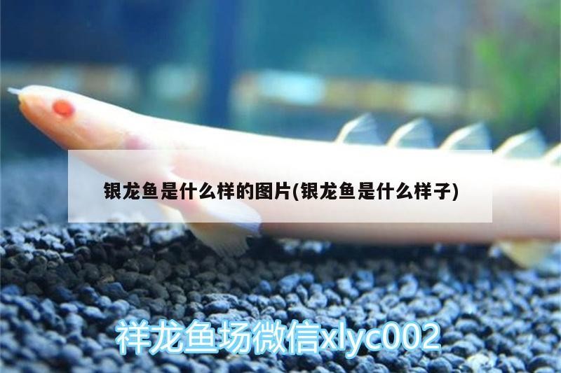 給大魚缸換水的作文:體驗給大魚缸換水的樂趣:體驗給大魚缸換水:給大魚缸換水的作文 銀龍魚是什么樣的圖片(銀龍魚是什么樣子) 銀龍魚百科 銀龍魚是什么樣的圖片(銀龍魚是什么樣子) 銀龍魚是什么樣的圖片(銀龍魚是什么樣子) 銀龍魚百科