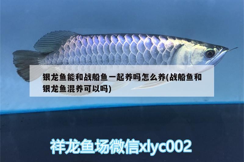 銀龍魚能和戰船魚一起養嗎怎么養(戰船魚和銀龍魚混養可以嗎)