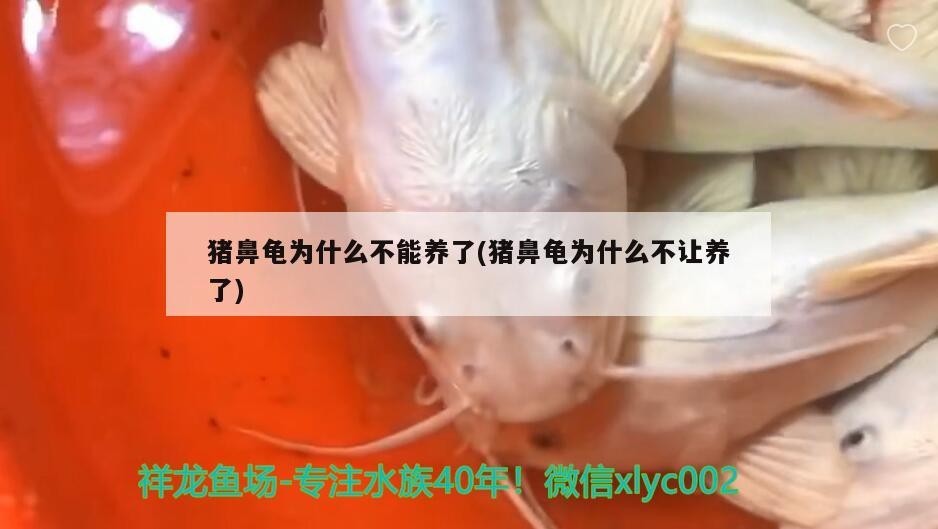 豬鼻龜為什么不能養了(豬鼻龜為什么不讓養了)