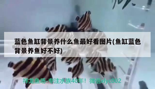 藍色魚缸背景養什么魚最好看圖片(魚缸藍色背景養魚好不好) 藍色魚缸背景養什么魚最好看圖片(魚缸藍色背景養魚好不好) 魟魚百科